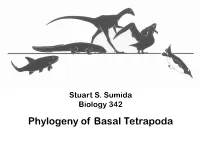 Phylogeny of Basal Tetrapoda