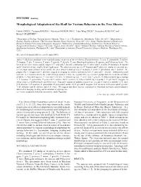 Morphological Adaptation of the Skull for Various Behaviors in the Tree Shrews