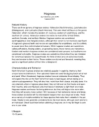 Hognose by Catherine Love, DVM Updated 2021