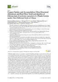 Copper Uptake and Accumulation, Ultra-Structural Alteration, and Bast