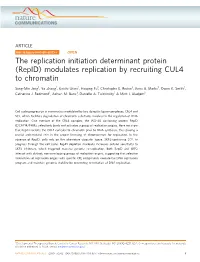 Modulates Replication by Recruiting CUL4 to Chromatin
