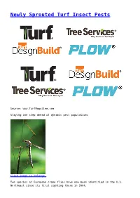 Newly Sprouted Turf Insect Pests