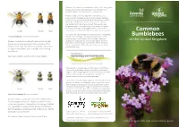 Bumblebee in the UK