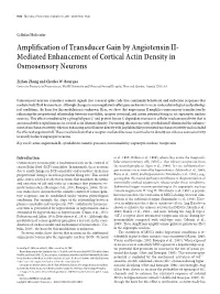 Amplification of Transducer Gain by Angiotensin II- Mediated Enhancement of Cortical Actin Density in Osmosensory Neurons