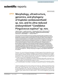 Morphology, Ultrastructure, Genomics, and Phylogeny of Euplotes Vanleeuwenhoeki Sp