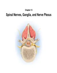 Spinal Nerves, Ganglia, and Nerve Plexus Spinal Nerves