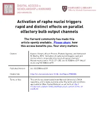 Activation of Raphe Nuclei Triggers Rapid and Distinct Effects on Parallel Olfactory Bulb Output Channels