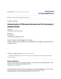 Characterization of Efferosome Maturation and the Processing of Apoptotic Bodies