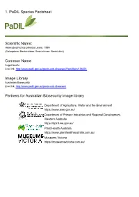 1. Padil Species Factsheet Scientific Name: Common Name Image