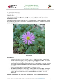 Central Coast Group Australian Daisies