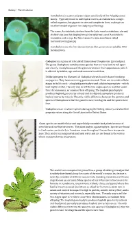 Plant Evolution Acetabularia Is a Genus of Green Algae