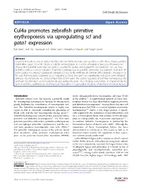 Cul4a Promotes Zebrafish Primitive Erythropoiesis Via Upregulating Scl