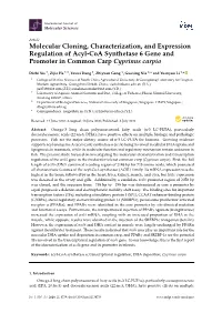 Molecular Cloning, Characterization, and Expression Regulation of Acyl-Coa Synthetase 6 Gene and Promoter in Common Carp Cyprinus Carpio