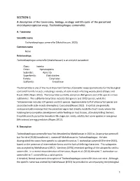 SECTION 1 a Description of the Taxonomy, Biology, Ecology and Life Cycle of the Parasitoid Microhymenopteran Wasp, Tachardiaephagus Somervillei