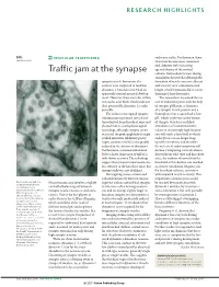 Traffic Jam at the Synapse Age and Density of the Cortical Cultures