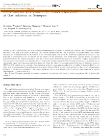 Development and Control of Tissue Separation at Gastrulation in Xenopus