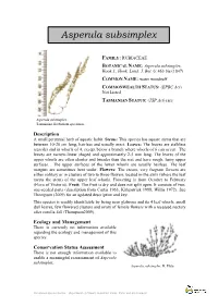 Asperula Subsimplex