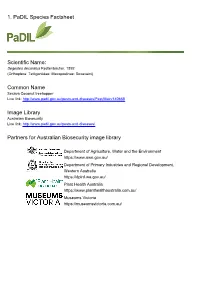 1. Padil Species Factsheet Scientific Name: Common Name Image Library Partners for Australian Biosecurity Image Library
