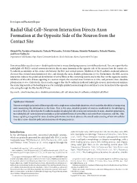 Radial Glial Cell–Neuron Interaction Directs Axon Formation at the Opposite Side of the Neuron from the Contact Site
