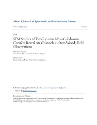 SEM Studies of Two Riparian New-Caledonian Conifers Reveal