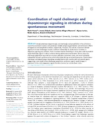 Coordination of Rapid Cholinergic and Dopaminergic Signaling in Striatum During Spontaneous Movement