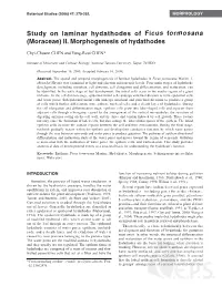 II. Morphogenesis of Hydathodes