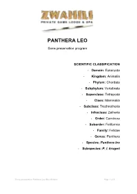 Panthera Leo