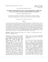 Description of Aphelenchoides Turnipi N. Sp. and Redescription of A