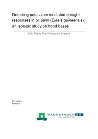 Detecting Potassium Mediated Drought Responses in Oil Palm (Elaeis Guineensis): ​ ​ an Isotopic Study on Frond Bases