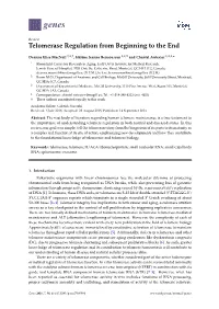 Telomerase Regulation from Beginning to the End