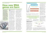How New RNA Genes Are Born