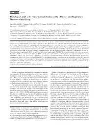 Histological and Lectin Histochemical Studies on the Olfactory and Respiratory Mucosae of the Sheep