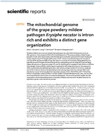 The Mitochondrial Genome of the Grape Powdery Mildew Pathogen Erysiphe Necator Is Intron Rich and Exhibits a Distinct Gene Organization Alex Z