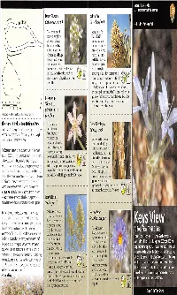 Keys View They Are Closely Related the Most Diverse Vegetation Types in North America
