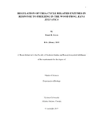 Regulation of Urea Cycle Related Enzymes in Response to Freezing in the Wood Frog, Rana Sylvatica