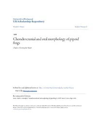 Chondrocranial and Oral Morphology of Pipoid Frogs Charles Christopher Swart