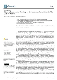 Observations on the Feeding of Drymonema Dalmatinum in the Gulf of Trieste