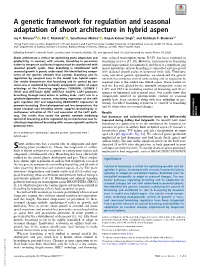 A Genetic Framework for Regulation and Seasonal Adaptation of Shoot Architecture in Hybrid Aspen