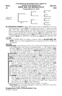 DARK BAY OR BROWN FILLY Barn 41 Hip No