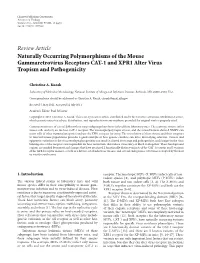 Naturally Occurring Polymorphisms of the Mouse Gammaretrovirus Receptors CAT-1 and XPR1 Alter Virus Tropism and Pathogenicity