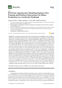 Plot-Scale Agroforestry Modeling Explores Tree Pruning and Fertilizer Interactions for Maize Production in a Faidherbia Parkland
