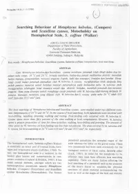 Searching Behaviour of Metaphycus Helvolus, (Compere) and Scutellista Cyanea, Motschulsky on Hemispherical Scale, S