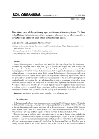 Fine Structure of the Primary Eyes in Heterochthonius Gibbus (Oriba- Tida