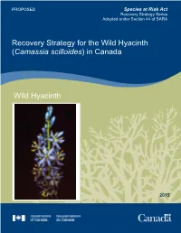 Wild Hyacinth (Camassia Scilloides) in Canada