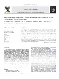 Centrosome Attachment to the C. Elegans Male Pronucleus Is Dependent on the Surface Area of the Nuclear Envelope