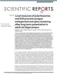 Local Resources of Polyribosomes and SER Promote Synapse