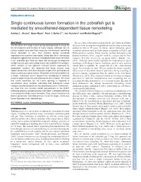 Single Continuous Lumen Formation in the Zebrafish Gut Is Mediated by Smoothened-Dependent Tissue Remodeling Ashley L