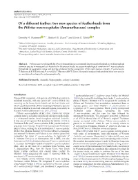Of a Different Feather: Two New Species of Featherheads from the Ptilotus Macrocephalus (Amaranthaceae) Complex