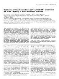 Activated K+ Channels in Rat Brain: Targeting to Axons and Nerve Terminals