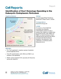 Identification of Oxa1 Homologs Operating in the Eukaryotic